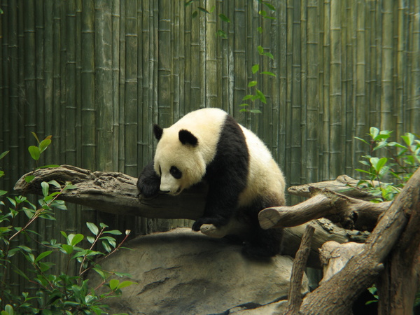 Zoo panda Stock Photo