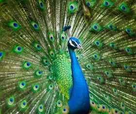a peacock in his pride Stock Photo