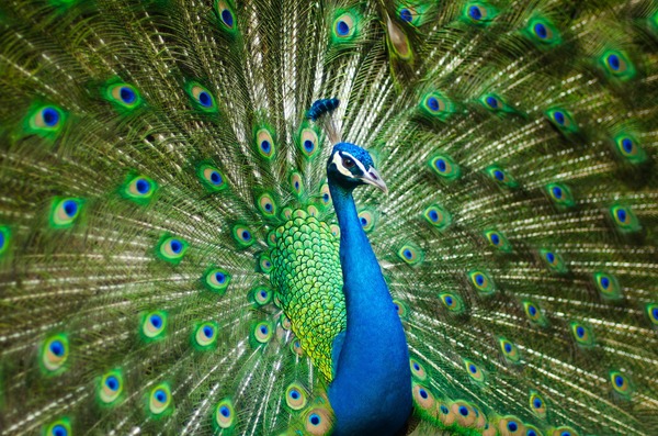 a peacock in his pride Stock Photo
