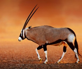 antelope HD picture