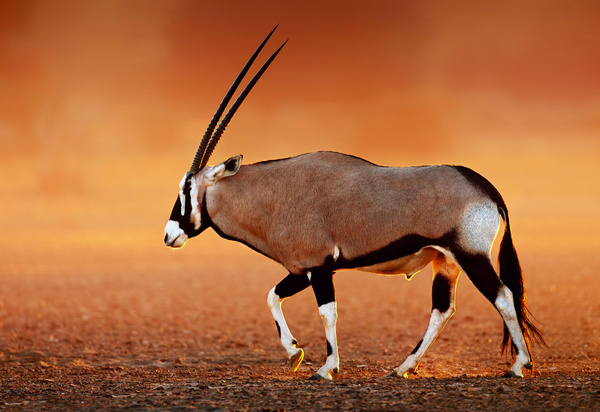 antelope HD picture