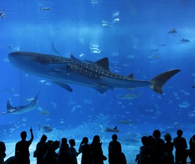 aquarium Stock Photo 02