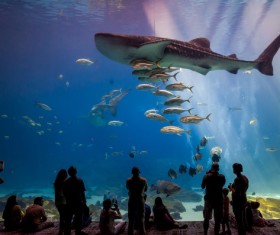 aquarium Stock Photo 03