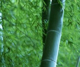 bamboo Stock Photo