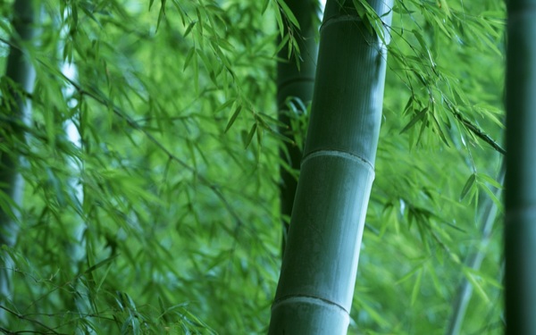 bamboo Stock Photo