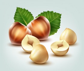hazelnut with leaves vector