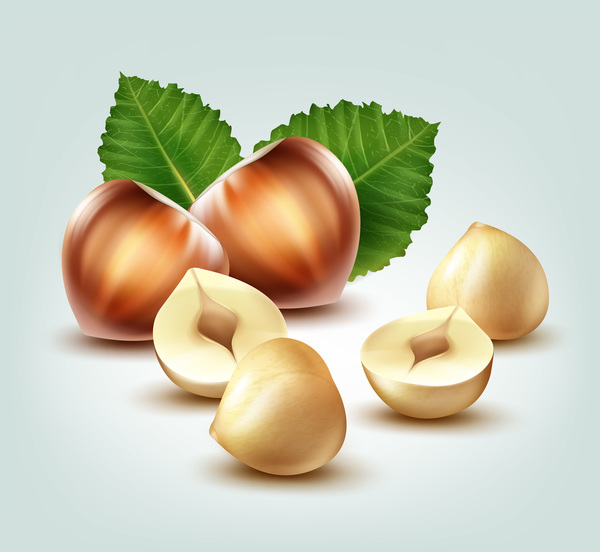 hazelnut with leaves vector