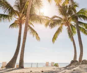 tropical beach palm trees Stock Photo 01