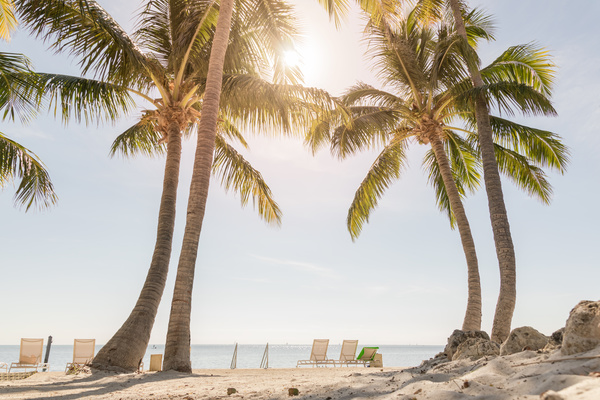 tropical beach palm trees Stock Photo 01