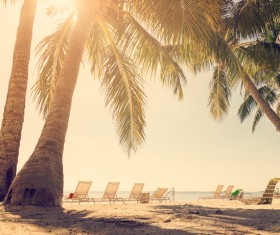 tropical beach palm trees Stock Photo 02