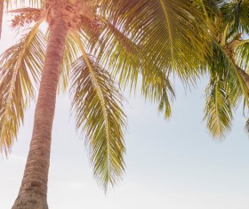 tropical beach palm trees Stock Photo 03