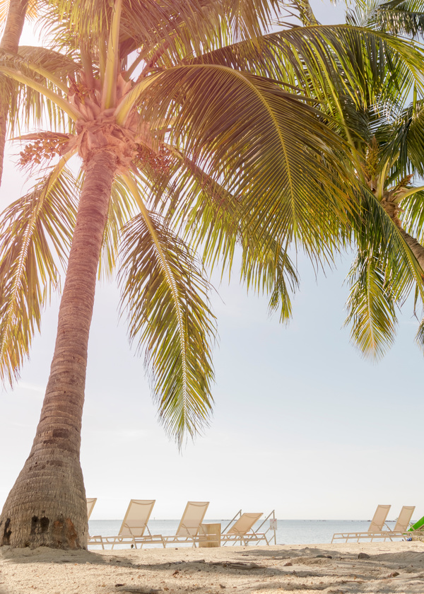 tropical beach palm trees Stock Photo 03