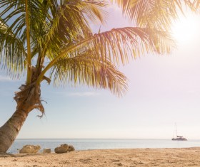 tropical beach palm trees Stock Photo 04
