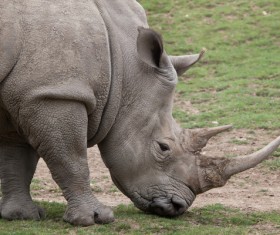 A rhino looking for food Stock Photo
