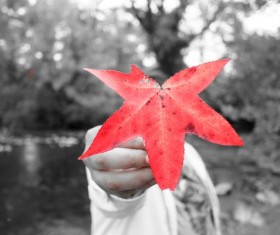 A slice of red maple leaf Stock Photo