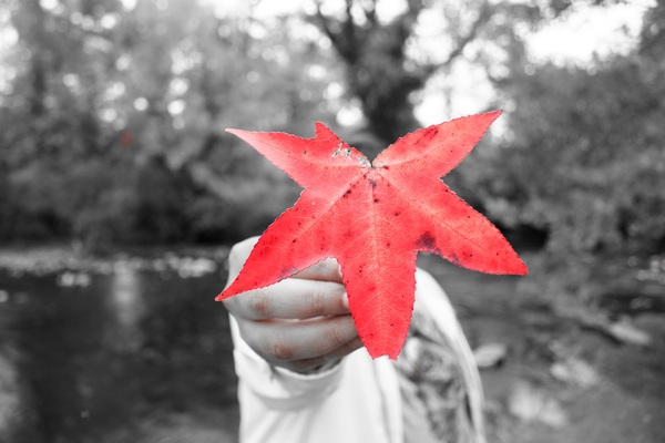 A slice of red maple leaf Stock Photo
