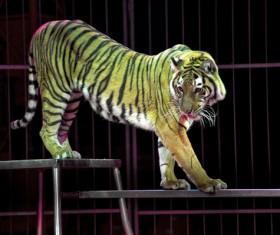 Acrobatic tiger show Stock Photo