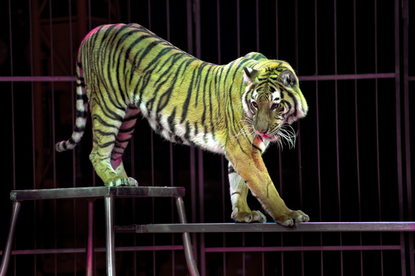 Acrobatic tiger show Stock Photo