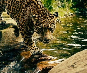 African leopard Stock Photo