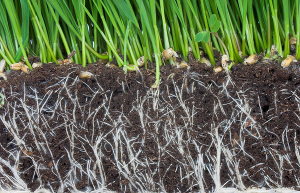 Agricultural plant seedlings Stock Photo