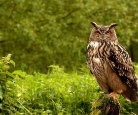 Angle owl Stock Photo