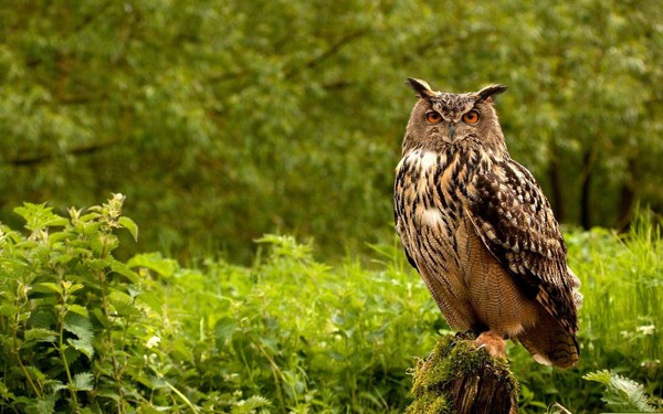 Angle owl Stock Photo