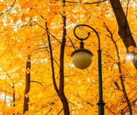 Autumn tree Stock Photo