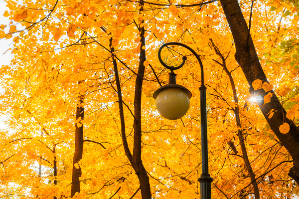 Autumn tree Stock Photo