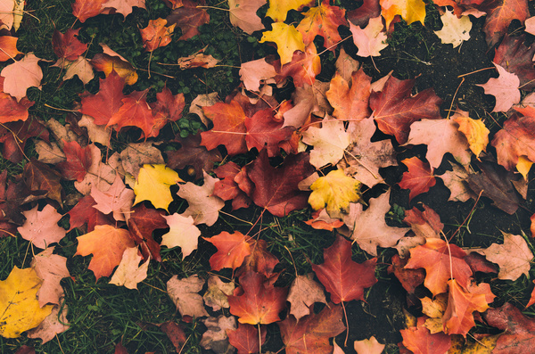 Autumns fallen leaves Stock Photo 01