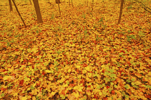 Autumns fallen leaves Stock Photo 02