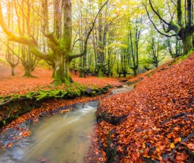Beautiful autumn scenery Stock Photo 01