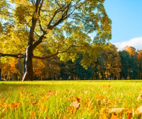 Beautiful autumn scenery Stock Photo 02