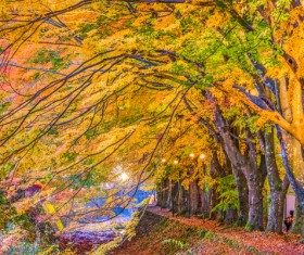 Beautiful autumn scenery Stock Photo 06