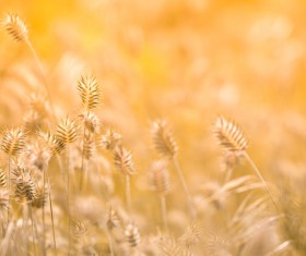 Beautiful autumn scenery Stock Photo 08