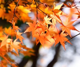 Beautiful autumn scenery Stock Photo 10