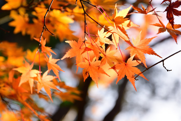 Beautiful autumn scenery Stock Photo 10