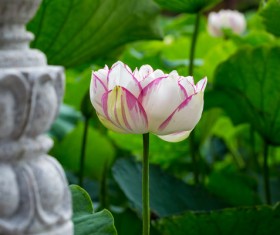 Beautiful blooming Lotus Stock Photo 01