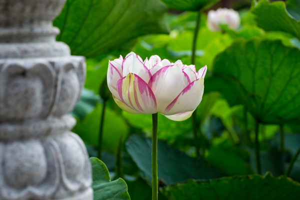 Beautiful blooming Lotus Stock Photo 01