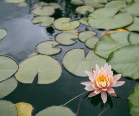 Beautiful blooming Lotus Stock Photo 02