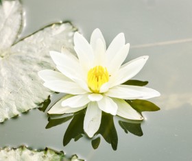 Beautiful blooming Lotus Stock Photo 03