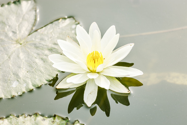 Beautiful blooming Lotus Stock Photo 03