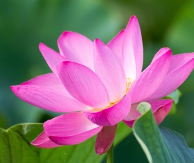 Beautiful blooming Lotus Stock Photo 04