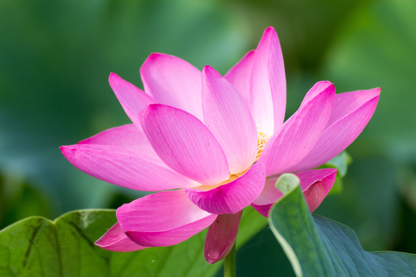 Beautiful blooming Lotus Stock Photo 04