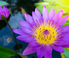 Beautiful blooming Lotus Stock Photo 05