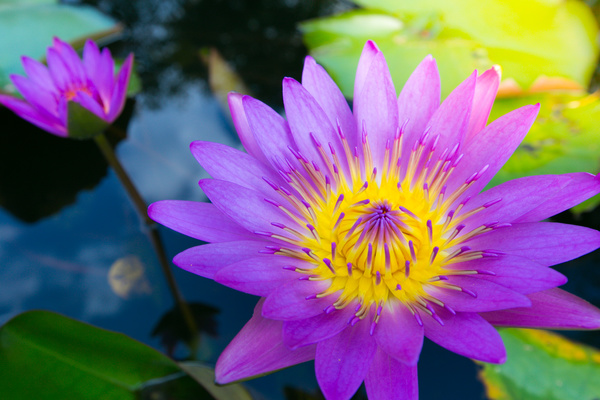 Beautiful blooming Lotus Stock Photo 05