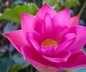 Beautiful blooming Lotus Stock Photo 06