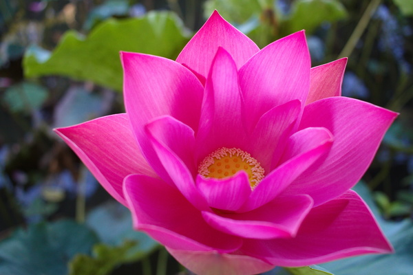 Beautiful blooming Lotus Stock Photo 06