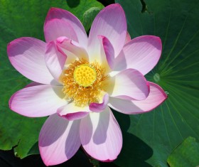 Beautiful blooming Lotus Stock Photo 07
