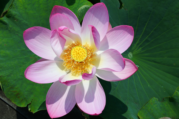 Beautiful blooming Lotus Stock Photo 07