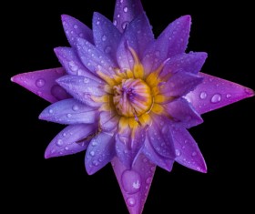 Beautiful blooming Lotus Stock Photo 08